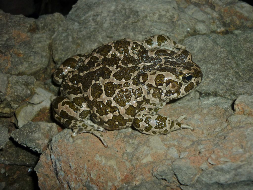 Bufo (Bufotes) siculus